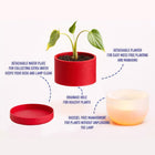 Luma Lamp Planter