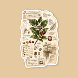 Coffee Bean Botanical Study Sticker