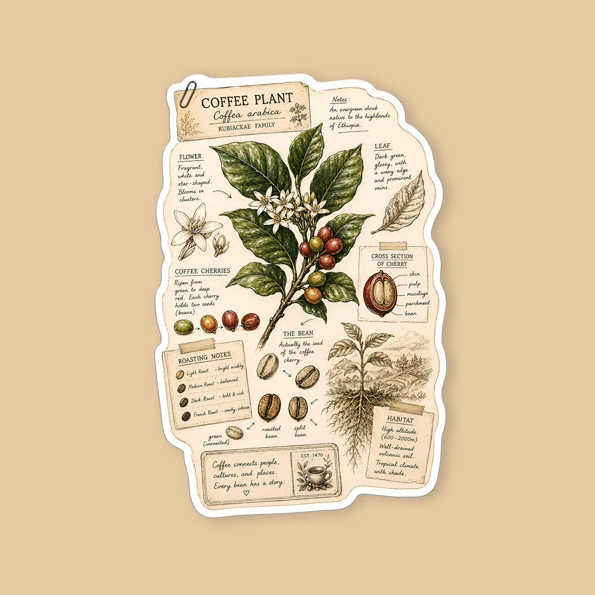 Coffee Bean Botanical Study Sticker