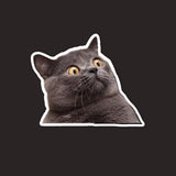 Confused Gray Cat Sticker