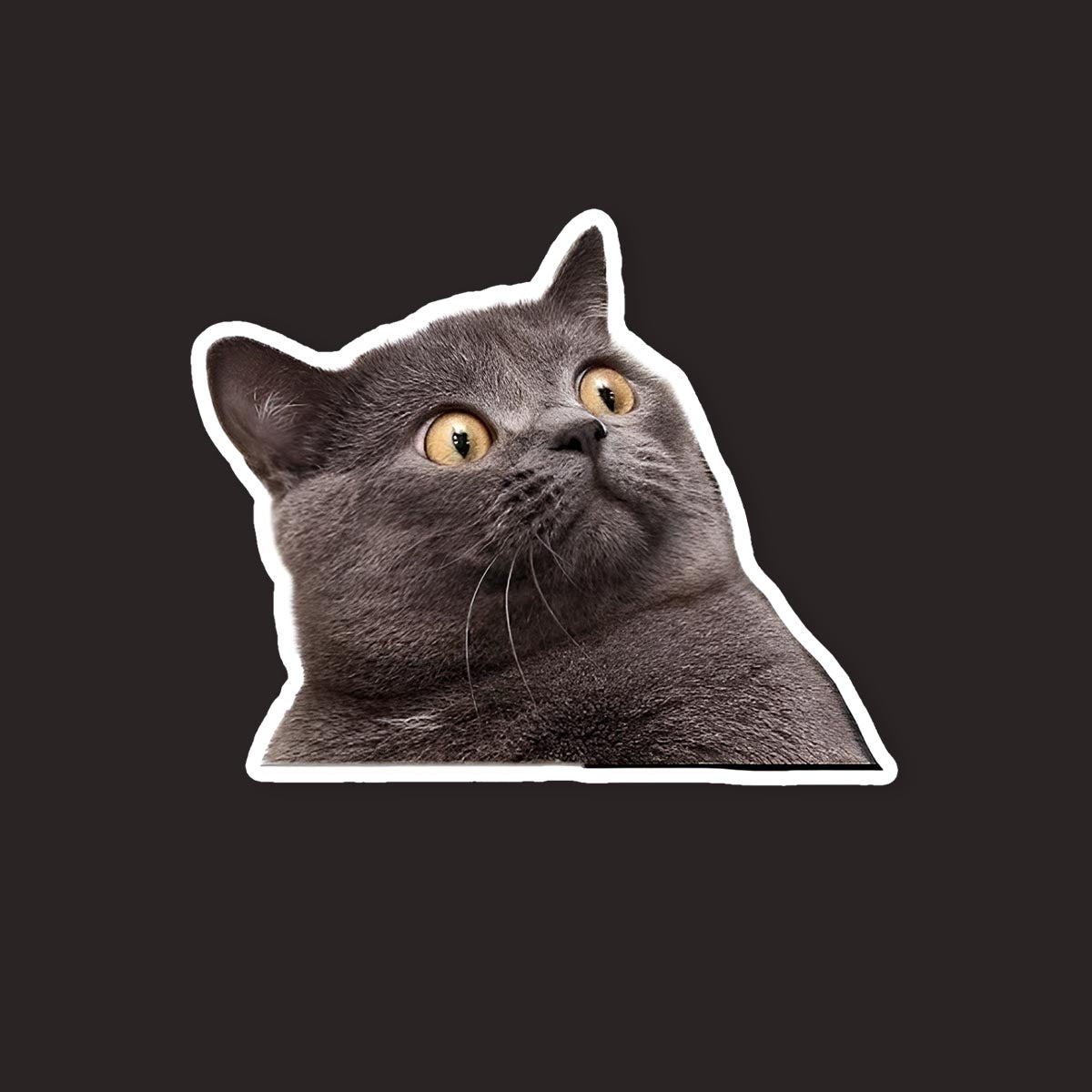 Confused Gray Cat Sticker