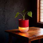 Luma Lamp Planter